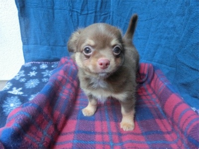 チワワ（ロング）の子犬（ID:1250311142）の2枚目の写真/更新日:2023-08-13