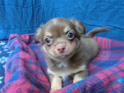 チワワ（ロング）の子犬（ID:1250311142）の4枚目の写真/更新日:2023-08-13
