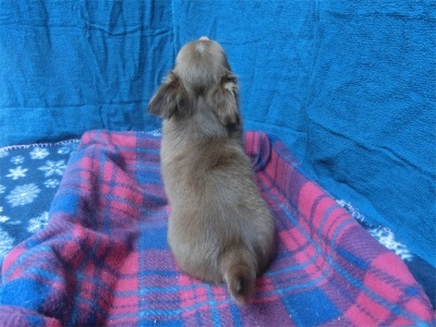 チワワ（ロング）の子犬（ID:1250311142）の5枚目の写真/更新日:2023-08-13