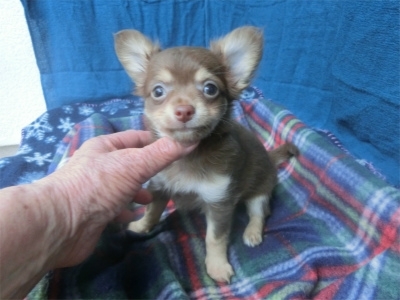 チワワ（ロング）の子犬（ID:1250311145）の1枚目の写真/更新日:2023-08-13