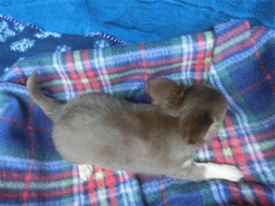 チワワ（ロング）の子犬（ID:1250311145）の4枚目の写真/更新日:2023-08-13