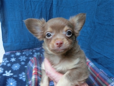 チワワ（ロング）の子犬（ID:1250311146）の1枚目の写真/更新日:2023-08-13