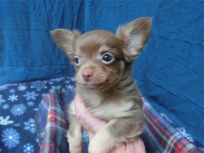 チワワ（ロング）の子犬（ID:1250311146）の2枚目の写真/更新日:2023-08-13