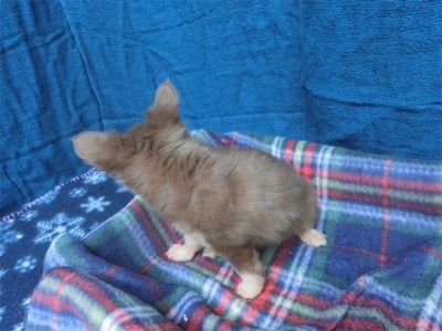 チワワ（ロング）の子犬（ID:1250311146）の3枚目の写真/更新日:2023-08-13