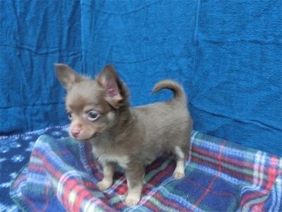 チワワ（ロング）の子犬（ID:1250311146）の5枚目の写真/更新日:2023-08-13