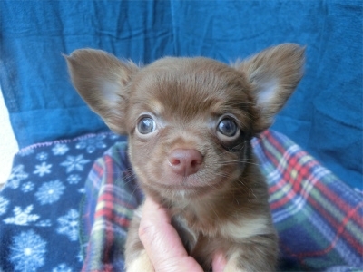 チワワ（ロング）の子犬（ID:1250311147）の1枚目の写真/更新日:2023-08-13