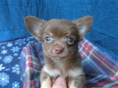 チワワ（ロング）の子犬（ID:1250311147）の2枚目の写真/更新日:2023-08-13