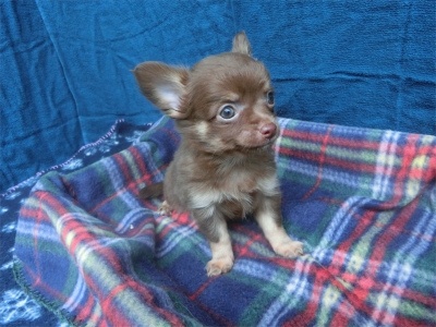 チワワ（ロング）の子犬（ID:1250311147）の4枚目の写真/更新日:2023-08-13