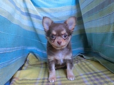 チワワ（ロング）の子犬（ID:1250311148）の1枚目の写真/更新日:2023-12-23