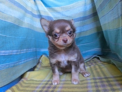 チワワ（ロング）の子犬（ID:1250311148）の3枚目の写真/更新日:2023-12-23