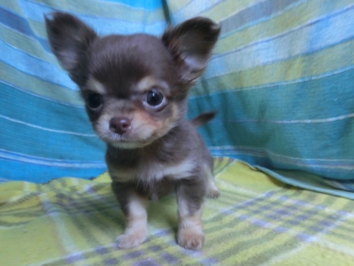 チワワ（ロング）の子犬（ID:1250311149）の1枚目の写真/更新日:2023-12-29