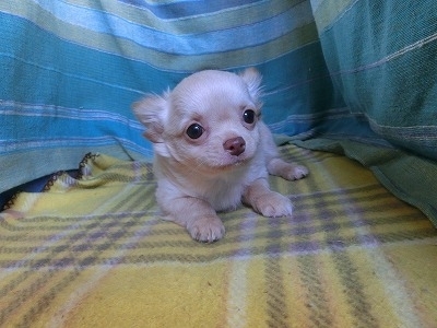 チワワ（ロング）の子犬（ID:1250311151）の1枚目の写真/更新日:2023-12-23