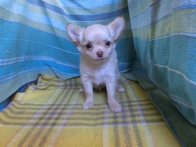 チワワ（ロング）の子犬（ID:1250311151）の3枚目の写真/更新日:2023-12-23