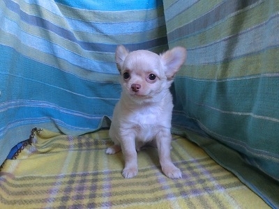 チワワ（ロング）の子犬（ID:1250311151）の4枚目の写真/更新日:2023-12-23