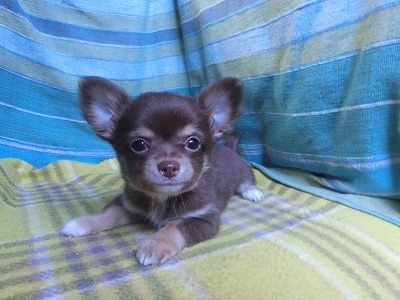 チワワ（ロング）の子犬（ID:1250311152）の1枚目の写真/更新日:2023-12-23