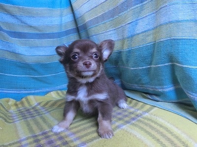 チワワ（ロング）の子犬（ID:1250311152）の2枚目の写真/更新日:2023-12-23
