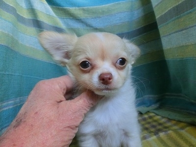 チワワ（ロング）の子犬（ID:1250311153）の2枚目の写真/更新日:2023-12-29