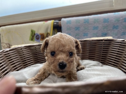 トイプードルの子犬（ID:1250711005）の1枚目の写真/更新日:2022-05-01