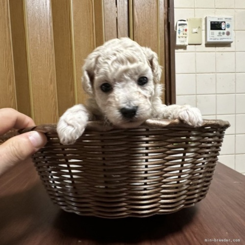 トイプードルの子犬（ID:1250711023）の1枚目の写真/更新日:2024-01-17