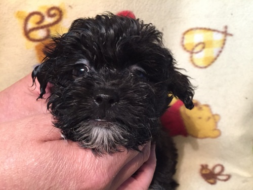 ミックスの子犬(ID:1250711046)の1枚目の写真/更新日:2015-10-08