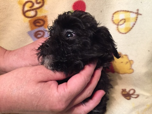 ミックスの子犬(ID:1250711046)の2枚目の写真/更新日:2015-10-08