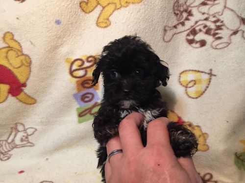 ミックスの子犬(ID:1250711046)の3枚目の写真/更新日:2015-10-08