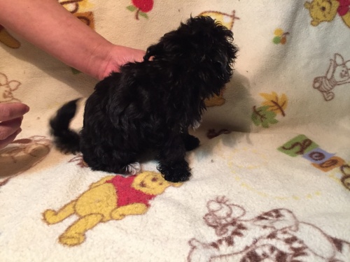 ミックスの子犬(ID:1250711046)の4枚目の写真/更新日:2015-10-08