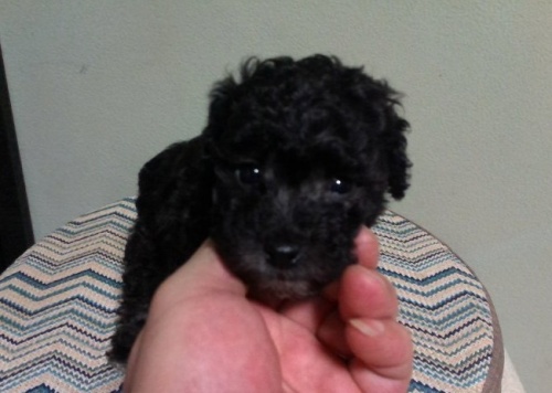 トイプードルの子犬(ID:1250711057)の1枚目の写真/更新日:2016-02-22