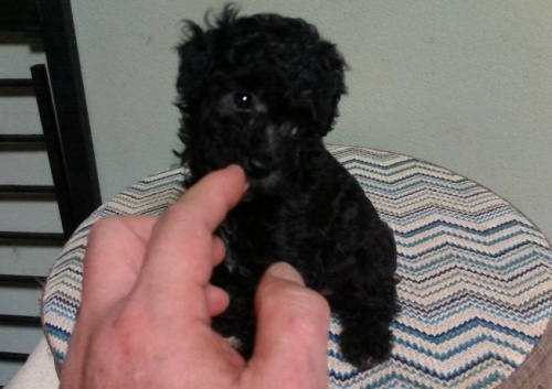 トイプードルの子犬(ID:1250711057)の2枚目の写真/更新日:2016-02-22