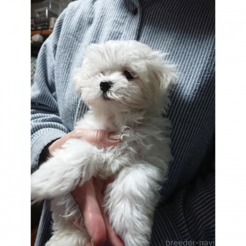 �}���`�[�Y�̎q���iID:1250811003�j��4���ڂ̎ʐ^/�X�V��:2026-01-17