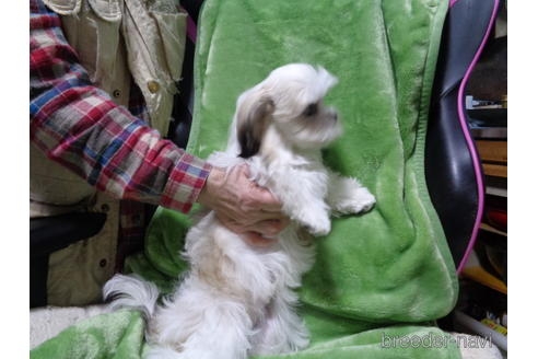 ミックスの子犬（ID:1250811075）の2枚目の写真/更新日:2022-05-26