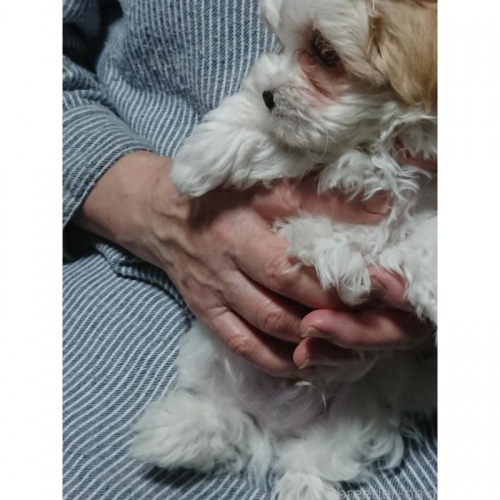 �~�b�N�X�̎q���iID:1250811116�j��5���ڂ̎ʐ^/�X�V��:2026-03-24