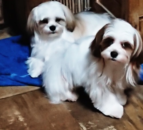 �~�b�N�X�̎q���iID:1250811120�j��1���ڂ̎ʐ^/�X�V��:2026-02-27