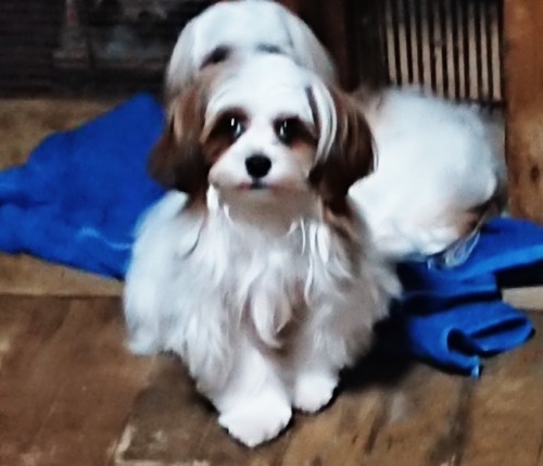 ミックスの子犬(ID:1250811120)の2枚目の写真/更新日:2026-02-27