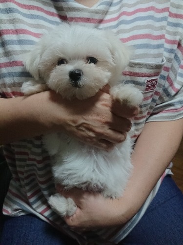 マルチーズの子犬(ID:1250811121)の2枚目の写真/更新日:2026-09-07