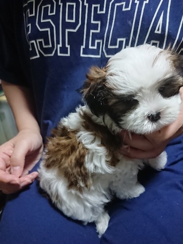 ミックスの子犬(ID:1250811122)の2枚目の写真/更新日:2026-09-07