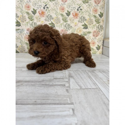 gCv[h̎qiID:1251311001j4ڂ̎ʐ^/XV:2025-11-19