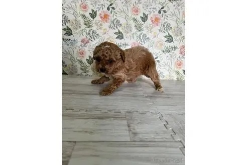 トイプードルの子犬（ID:1251311031）の2枚目の写真/更新日:2022-03-10