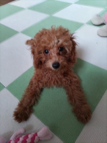 トイプードルの子犬（ID:1251811035）の1枚目の写真/更新日:2022-09-03
