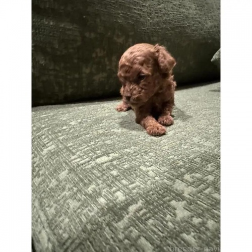 gCv[h̎qiID:1252311037j4ڂ̎ʐ^/XV:2025-11-27