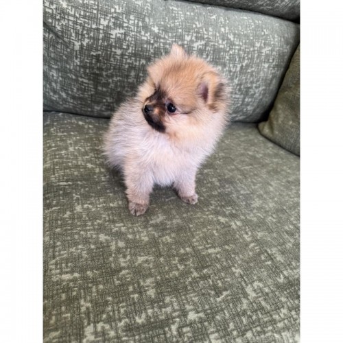 �|�����j�A���̎q���iID:1252311057�j��3���ڂ̎ʐ^/�X�V��:2026-01-15