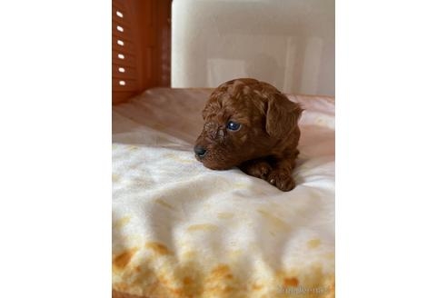 トイプードルの子犬（ID:1252311058）の3枚目の写真/更新日:2022-04-03