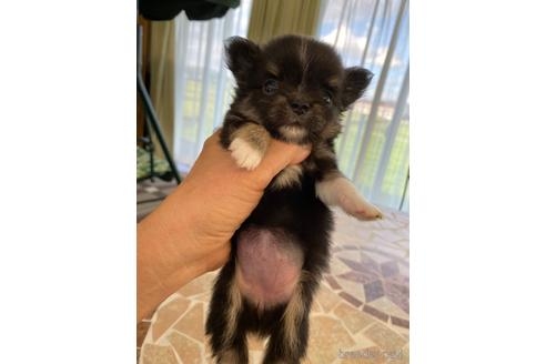 チワワ（ロング）の子犬（ID:1252311081）の5枚目の写真/更新日:2022-07-30