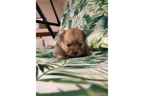 ポメラニアンの子犬（ID:1252311108）の1枚目の写真/更新日:2023-01-05