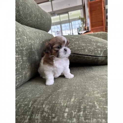 V[Y[̎qiID:1252311120j5ڂ̎ʐ^/XV:2025-11-27