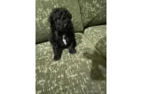 トイプードルの子犬（ID:1252311133）の1枚目の写真/更新日:2023-04-22