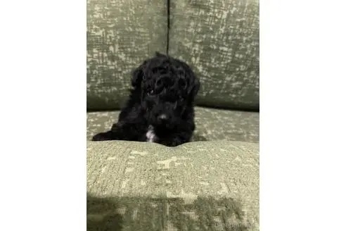 トイプードルの子犬（ID:1252311133）の3枚目の写真/更新日:2023-04-22
