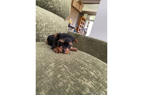 ヨークシャーテリアの子犬（ID:1252311142）の1枚目の写真/更新日:2023-09-19