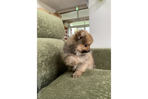 ポメラニアンの子犬（ID:1252311178）の4枚目の写真/更新日:2023-01-19