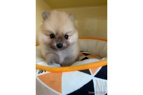 ポメラニアンの子犬（ID:1252311190）の3枚目の写真/更新日:2022-05-14